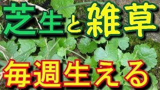 芝生によく生える雑草と土壌管理