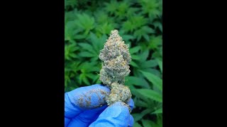 5 Best New Genetic Cannabis Strains 2023