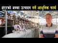 कोरियाबाट फर्केर पोखरामा बुंगुरको बच्चा उत्पादन गर्ने फार्म संचालन ! Modern pig farm of Nepal