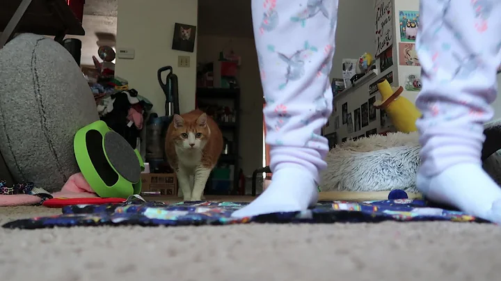 My Cat Is Embarrassed