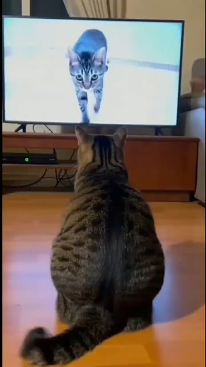 Mau ketawa takut dosa video lucu bikin ngakak hiburan warga 62 #lucu #funny #ngakak #videolucu #meme