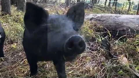 Silvopasture Pigs: From Barnyard to Forest