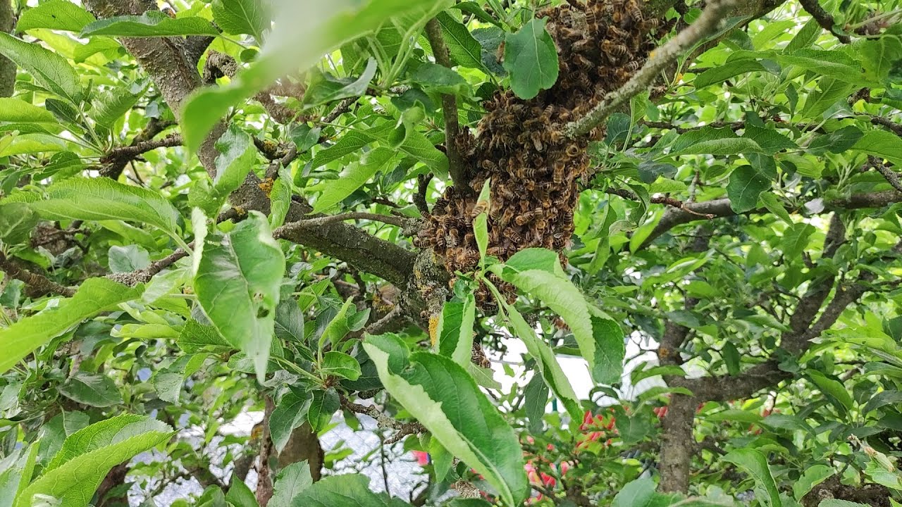 Kdy nasadit na jaře medniky? Kdy je ten správný čas, aby se včely nevyrojily?