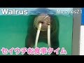 Walrus セイウチのお食事タイム　ウチオとウーリャ おたる水族館