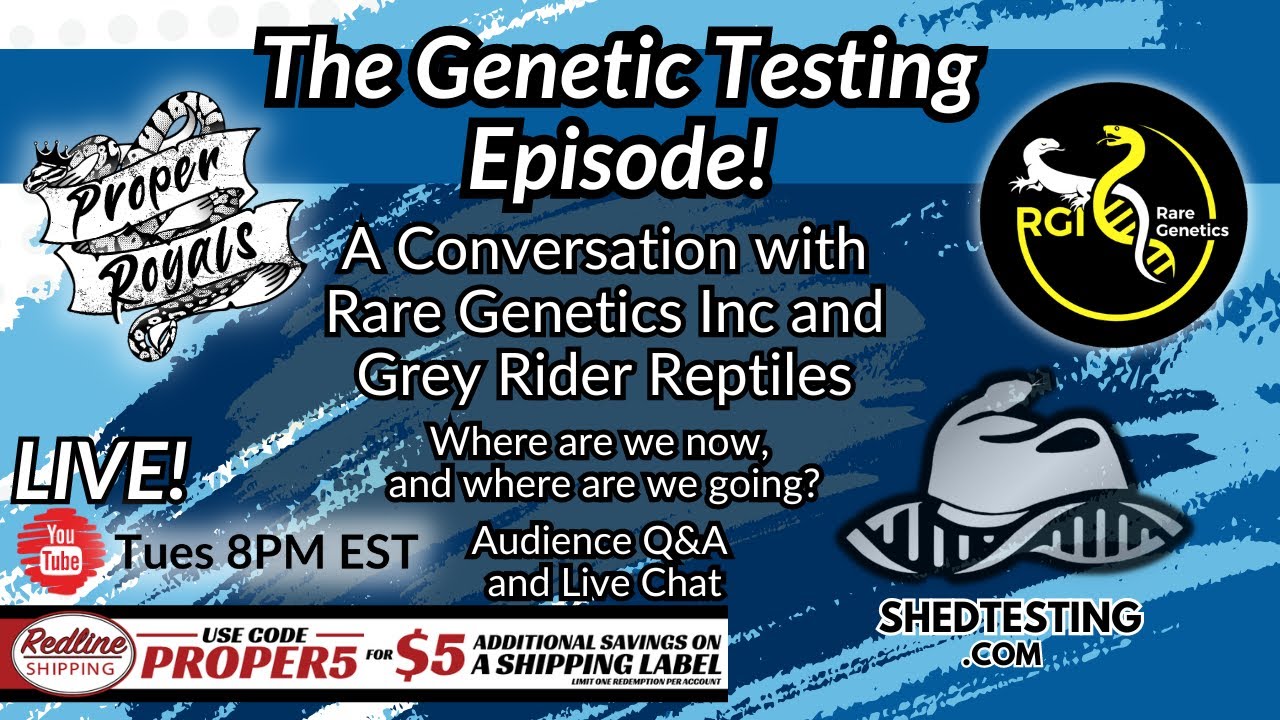 The ball python genetic testing episode proper royals live youtube
