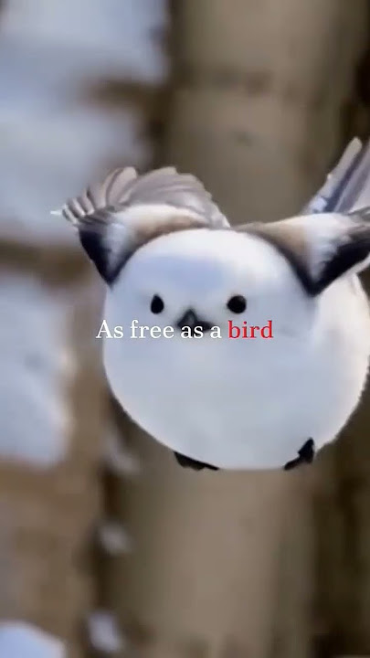 Lenka - Everything at Once Credits: @PHONK-EDIX