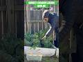 Harvesting Collard Greens | Urban Garden | Zone 8A || Steffanie’s Journey