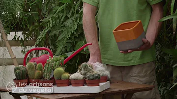 Comment bien s'occuper d'un petit cactus ?