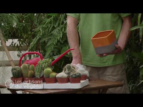 Vidéo: Est-il Possible De Donner Des Cactus