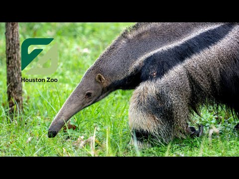 9 Fascinating Anteater Facts