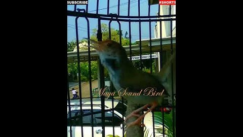 #SHORTS - Prenjak Gacor - Pancingan Prenjak Lumut - Masteran Suara Pikat Prenjak Kepala Merah