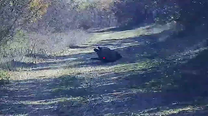 Giant Wild Hogs - Best Wild Boar Hunting Footage, Texas Farmer Deal with Invasive Wild Boar