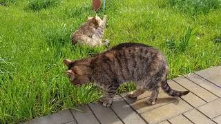 Котики пасуться. Cats are grazing.