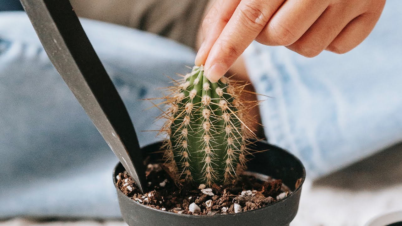 HOW TO REPOT A CACTUS LIKE A PRO   CHOOSING A RIGHT POT