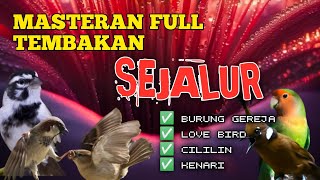 2 jam masteran KOMBINASI tembakan se arah lovebird gereja cililin dan kebari