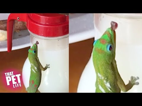 this-will-make-you-love-lizards-|-funny-animal-videos