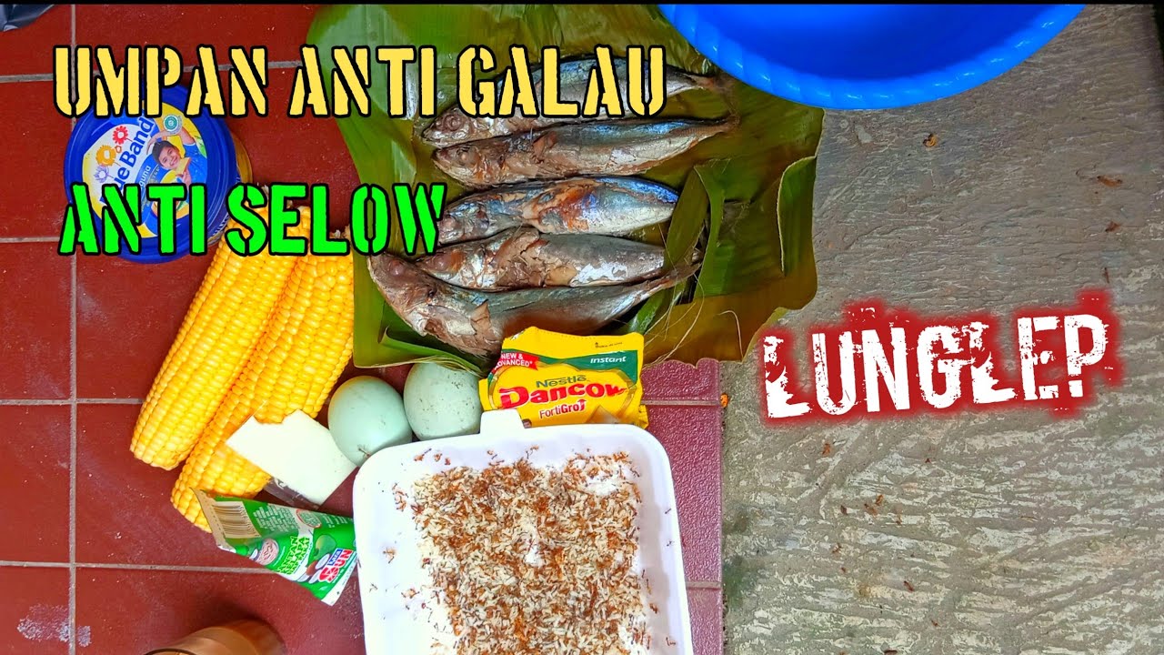 umpan ikan mas dari sang suhu | racikan ikan mas terbaik