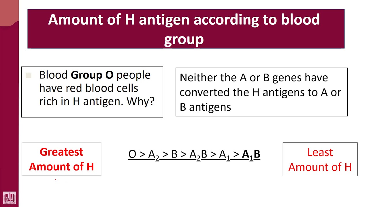Hematology 4 U1 L18 Amount Of H Substance In ABO Blood Groups Hematology 4 U1 L18 Amount Of H Substance In ABO Blood Groups