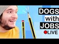 Making a Colouring Book! || Dogs with Jobs!