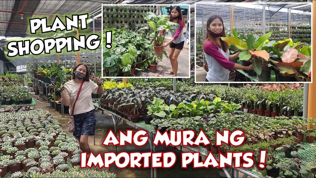 PLANT HUNTING SA SILANG CAVITE MURANG IMPORTED PLANTS! YouTube