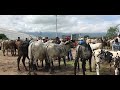 El baratillo de tlacolula oaxaca días domingos