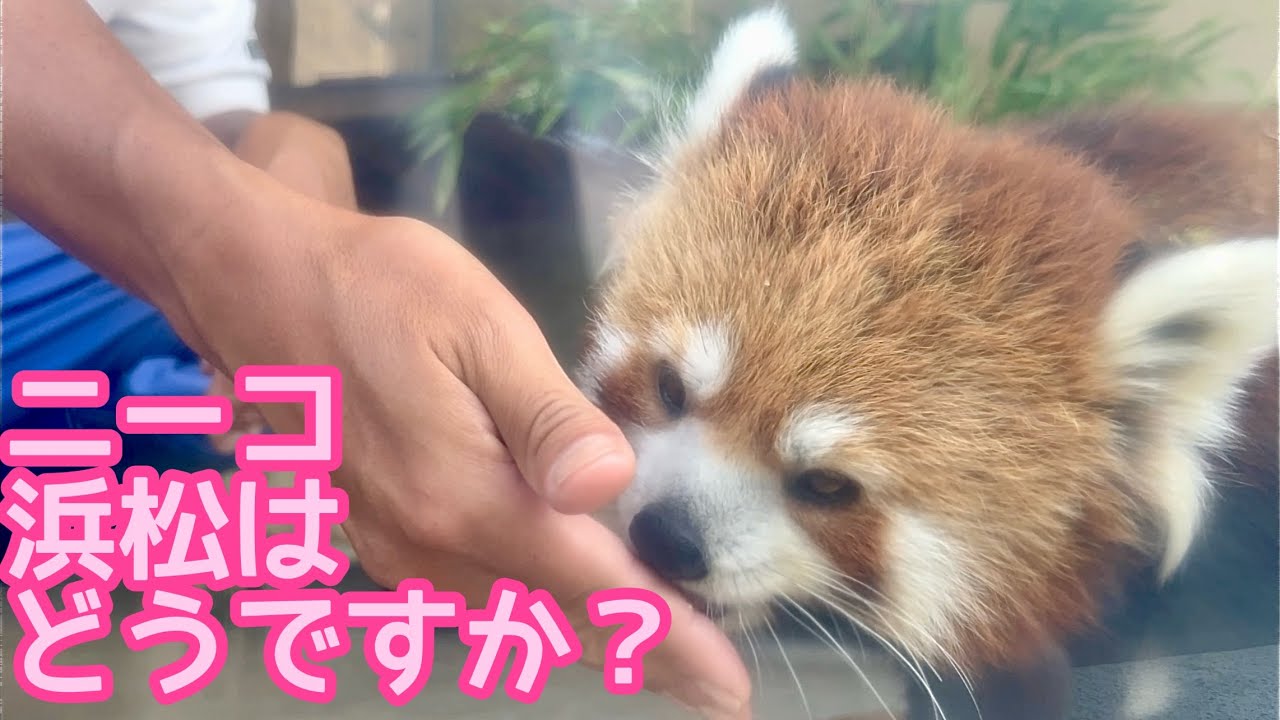 レッサーパンダ ニーコちゃん リンゴを食べています【浜松市動物園