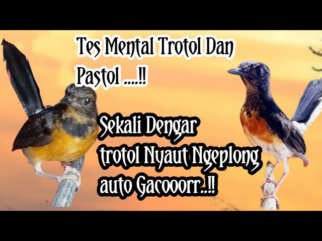 SEKALI DENGAR ...AUTO NYAUT NGEPLONG ‼️PANCINGAN MURAI TROTOL AGAR BUNYI NGEPLONG class=