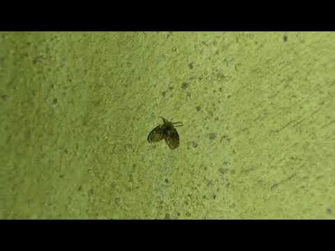 Video Hình ảnh thực tế của siêu Ruồi Cánh Bướm - Nổi khiếp... - youtube