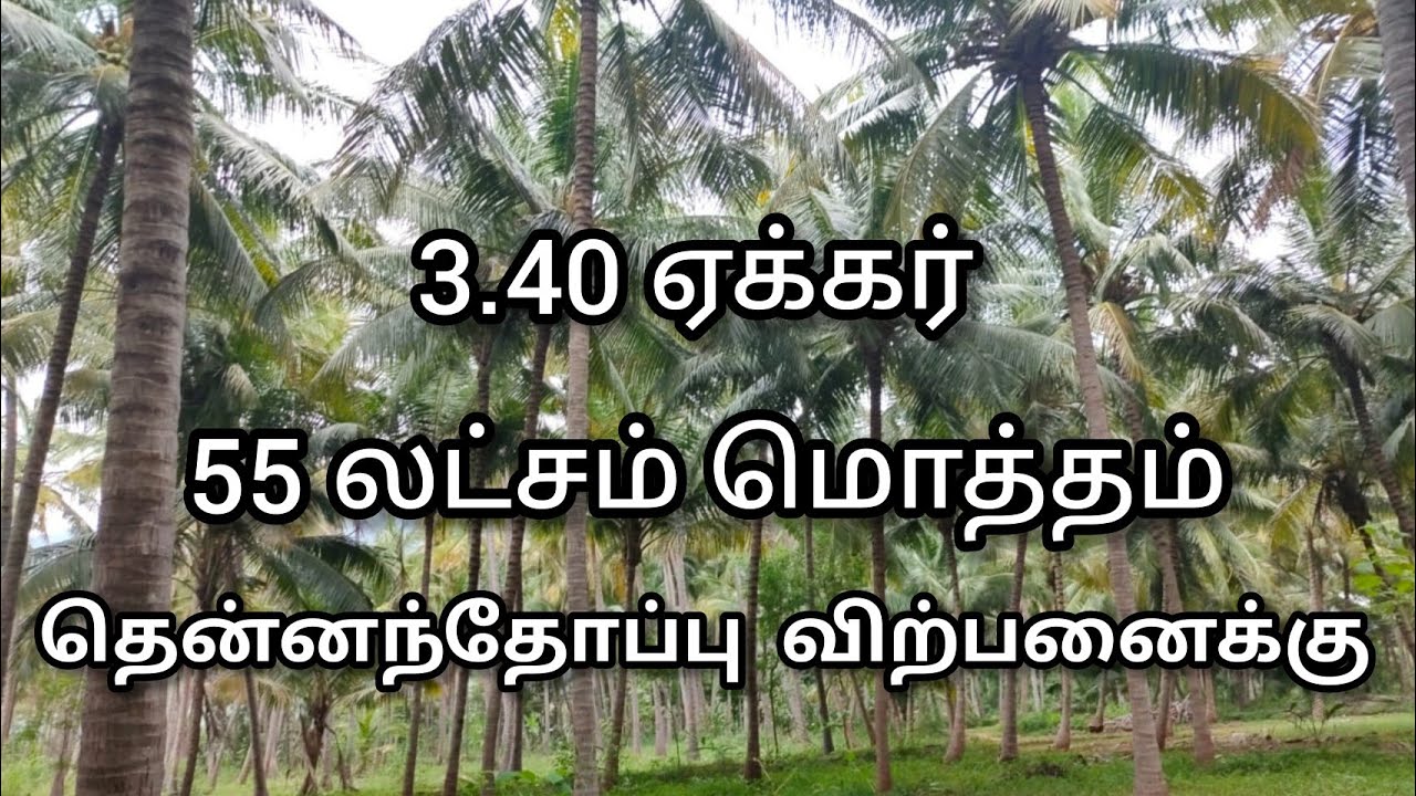 82 Coconut farm for sale 16 lakhs per acre YouTube