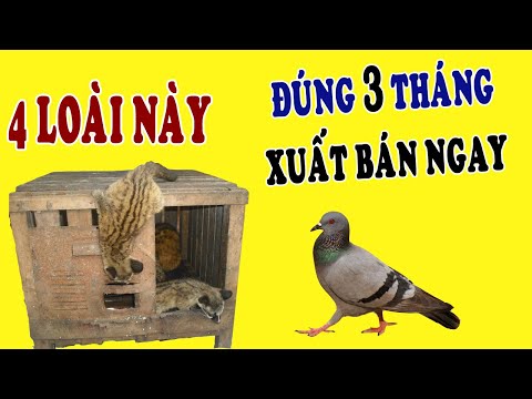 4 Loài Vật Nuôi Thu Hồi Vốn Nhanh sau 3 Tháng được Xuất Bán kiếm lời, giúp bà con làm giàu nhanh