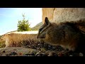 Nuts about Scrub Jays and Squirrels