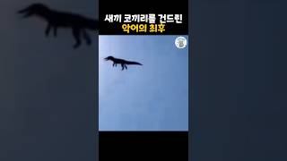 새끼코끼리를 건드린 악어의 최후 #더빙농장 #동물더빙  #funnyanimals #dubbingfarm