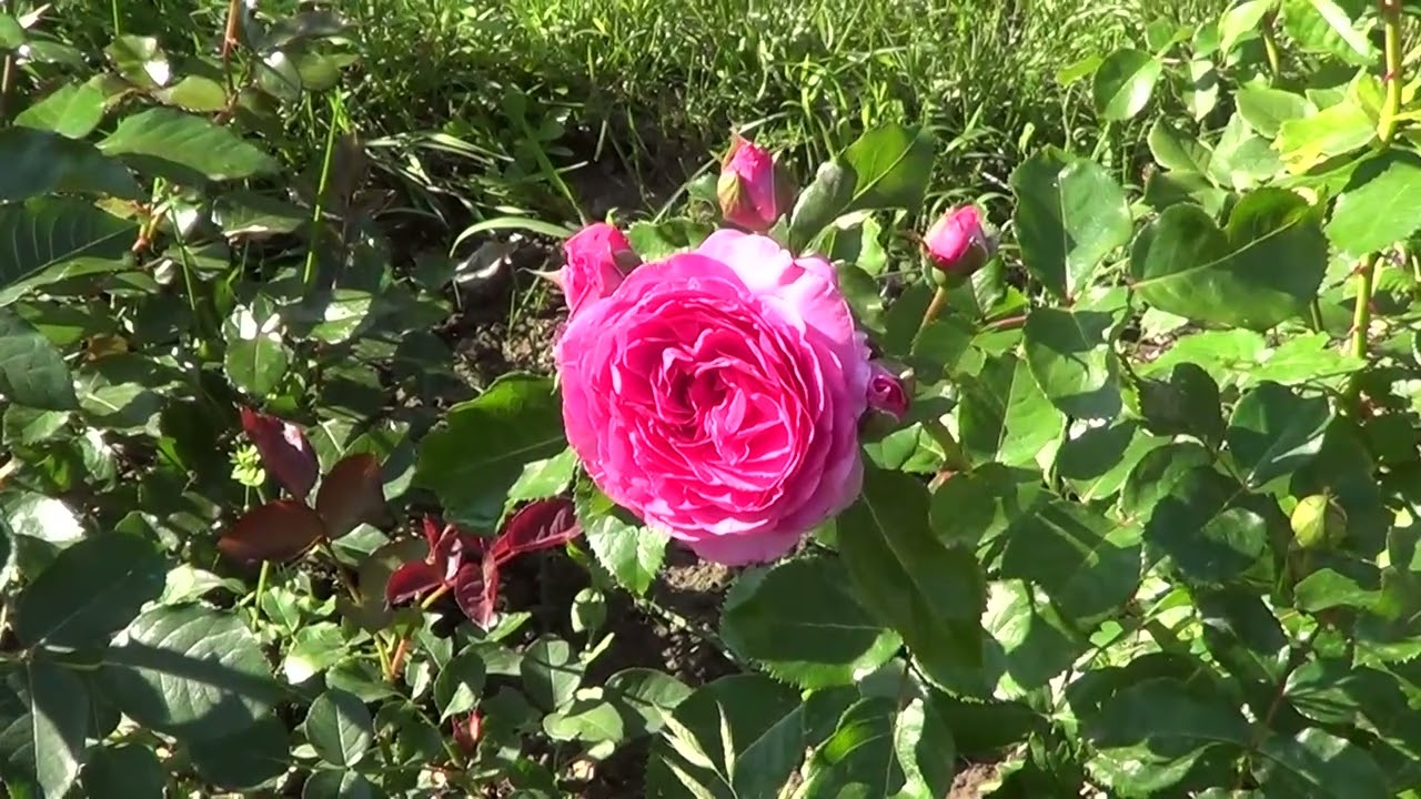 Первогодки, Первое цветение. Июль 2025.