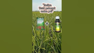 Nutrisi untuk perbanyak anakan padi. #pertanian #padidisawah #sawah #sawahpadi #farming