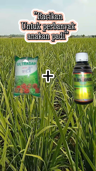 Nutrisi untuk perbanyak anakan padi. #pertanian #padidisawah #sawah #sawahpadi #farming