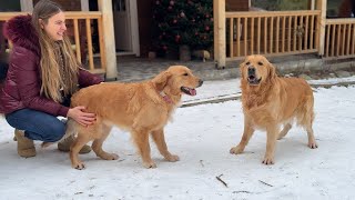 Dogs Can't Contain Their Excitement When Reunited After A Month Apart by Leo Fucarev 85,080 views 2 months ago 3 minutes, 3 seconds