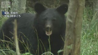 Man in his 70s injured in bear attack; area under heightened alert