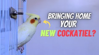 How To Prepare Your Home for a New Cockatiel