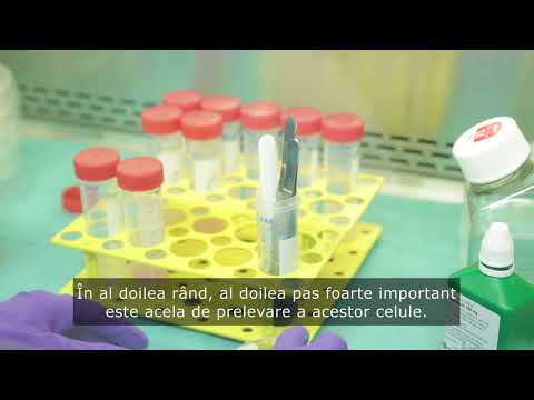 Video: Interacțiunea MSC Cu Celulele Tumorale