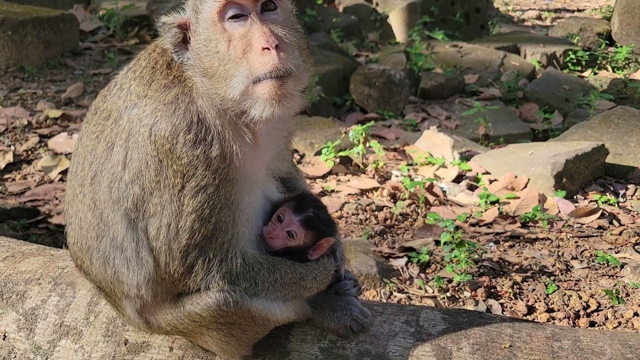 Adorable 2-Day-Old Baby Monkey Aubrey In the Amber Group 🐵💛