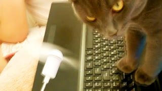 Cat fight with Fan !!! Epic Battle !!! #funny cat