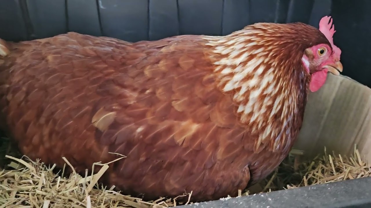 암닭이 알낳는 순간 포착.