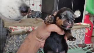 Rottweiler 4 male 4 female puppy available My Star Boy Buzo's litter is on floor Contact 8273674059