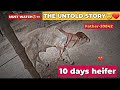 The untold story of our heifer 20842 heifer kisan ki udaantharparkar dairy farming