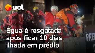 Rio Grande do Sul: Égua é resgatada após passar 10 dias em 3º andar de prédio de São Leopoldo