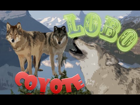 Vídeo: Diferencia Entre Lobo Y Coyote