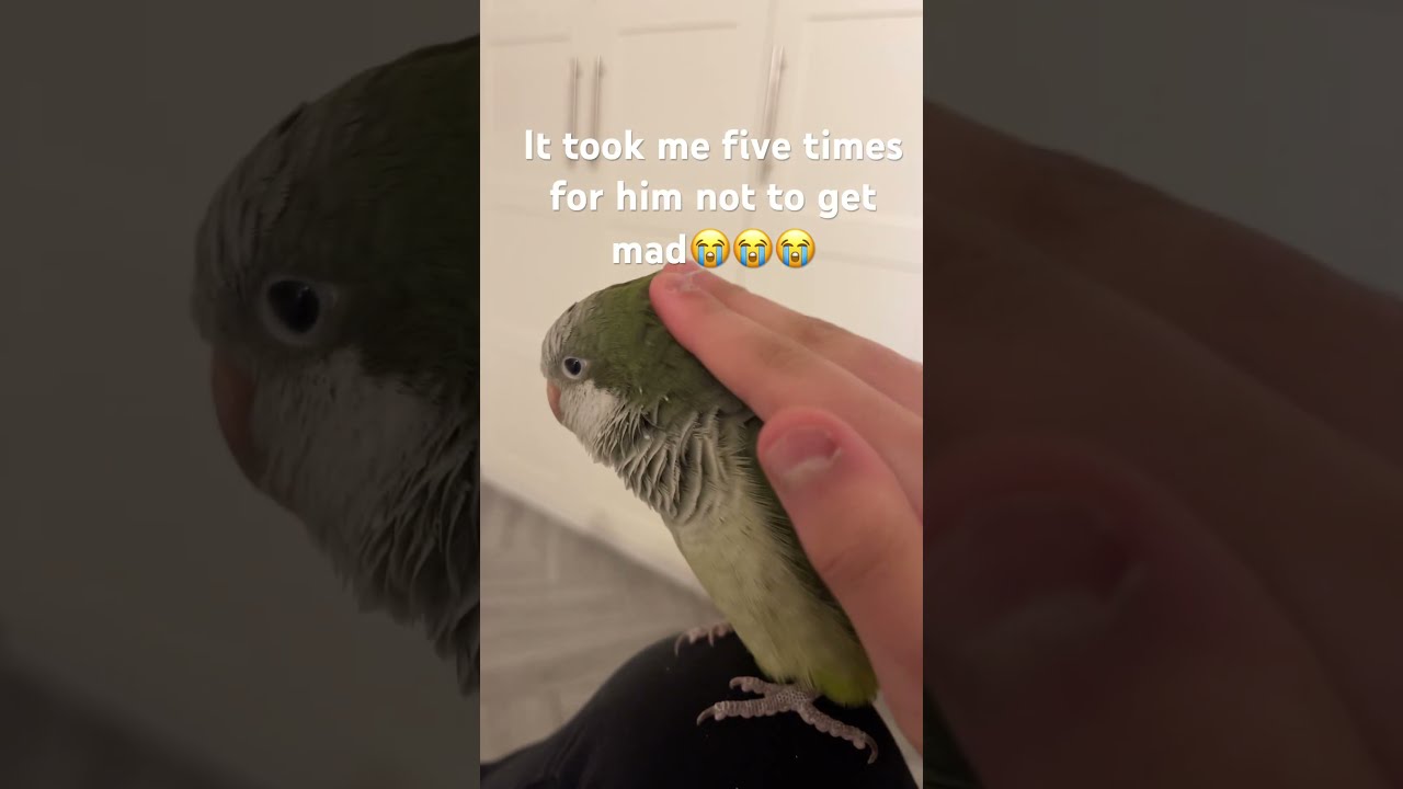 My Birb Gets Mad Easily So It Took Me Five Tries To Get This Right I Just Had Tap Him Softly 