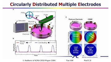 Differentiation of C2C12 Myoblasts and Characterization of Electro-Responsive Beating Behavior of My