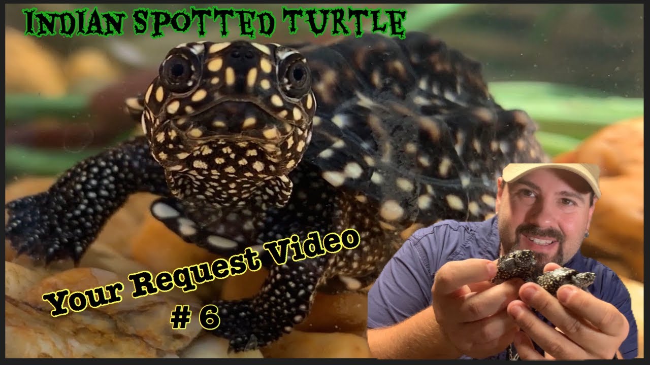 Indian Spotted Turtle Youtube