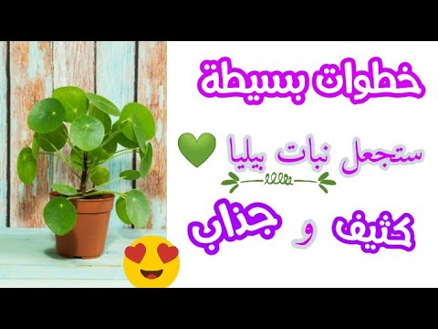 فيديو كامل عن نبات بيليا تحتاج الى مشاهدته  